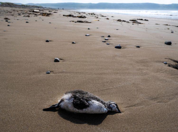 More izbacilo hiljade ptica selica: Uginule od ptičije gripe