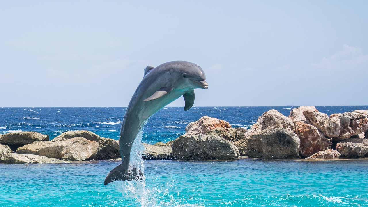 Potraga za delfinom koji ujeda plivače