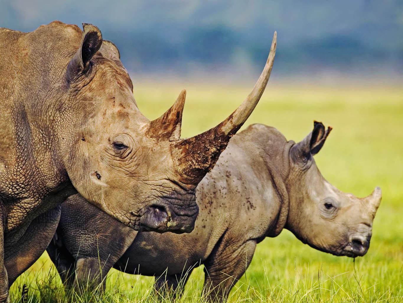 Rogovi nosoroga postali su kraći tokom prošlog vijeka - Avaz