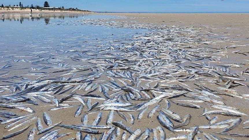 Australija: More na plažu izbacilo stotine mrtvih riba