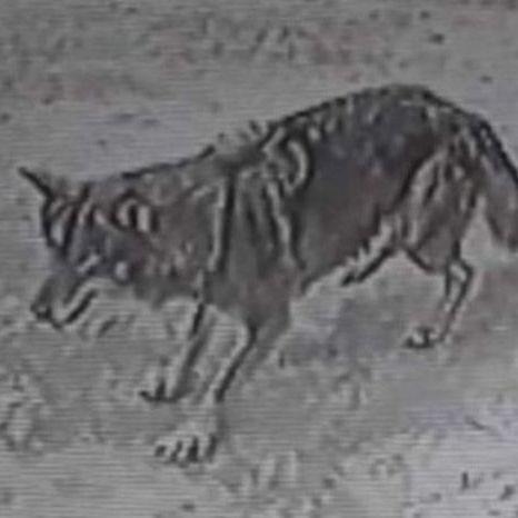 Jezivo upozorenje u Novom Pazaru: Divlja zvijer uhvaćena na kameri
