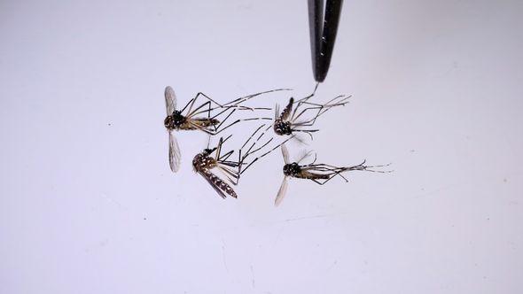 Tigrasti komarci - Avaz