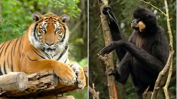 Uvezeni i bengalski tigar i dva majmuna sa žutim obrazima - Avaz