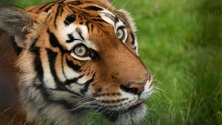 Danas je Svjetski dan tigrova