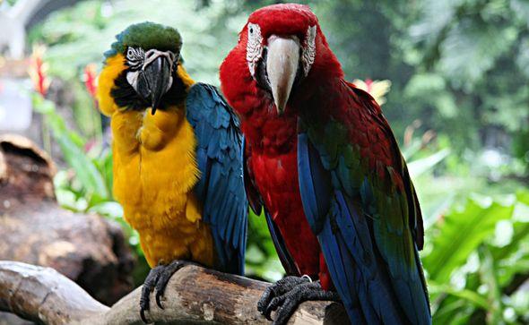 Papagaji Ljubimci Ptice - Avaz