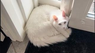 Gluhi mačak voli spavati pored vrata, razlog topi srca