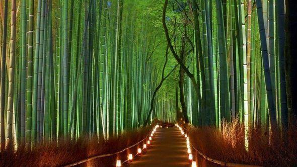 Sagano šuma bambusa - Avaz