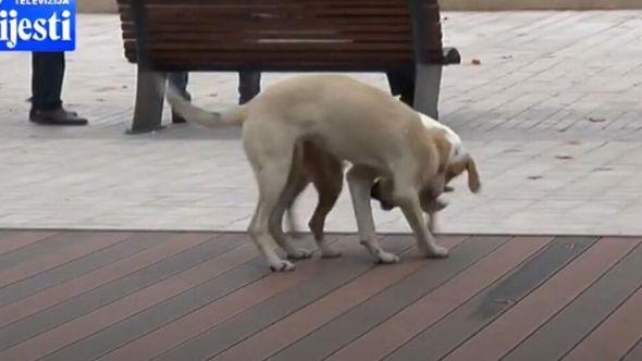 Djevojčicu je pas ugrizao u centru grada - Avaz