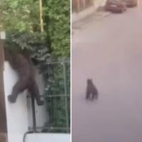 Video / Tri hrabra šnaucera suprotstavili se medvjedu