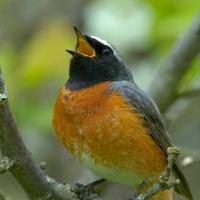 Pjev ptica pozitivno utječe 
na mentalno zdravlje, evo kako