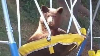 Ovaj medvjed dolazi u dvorište samo zbog jedne stvari, a nije hrana