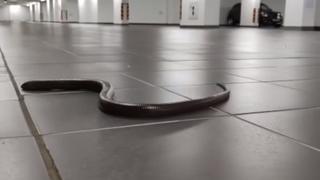 Zagrepčanin u garaži uočio zmiju: Stručnjaci se iznenadili kada su vidjeli o čemu se radi