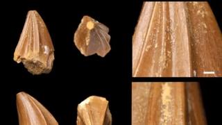 Bizarno: Naučnici otkrili novu vrstu morskog reptila s čudnim, izbočenim zubima