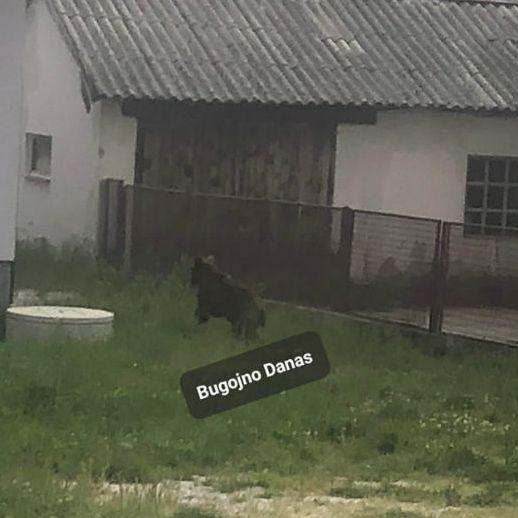 Bugojno: Medvjed prije napada na zaštitara u "Binasu" snimljen u naselju Čipuljić!