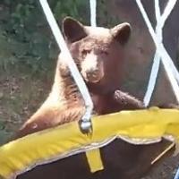 Ovaj medvjed dolazi u dvorište samo zbog jedne stvari, a nije hrana