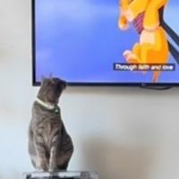 Mačak prvi put gledao Kralja lavova, njegova reakcija oduševila internet