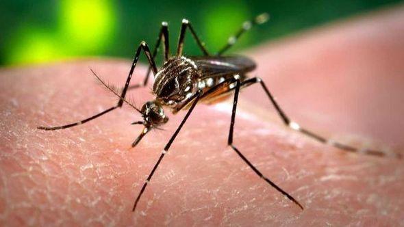Splićane napadaju ogromni komarci - Avaz