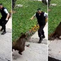 Video / Medvjed napao zaštitara u Bugojnu: Pogledajte kako se odbranio