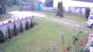 Nevjerovatan snimak iz Novog Pazara: Medvjed protrčao kroz dvorište
