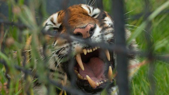 Svjetski dan tigrova - Avaz