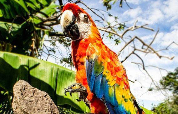 Papagaj pomogao u rješenju ubistva - Avaz