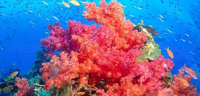 U velikim vodenim dubinama koralji stvaraju vlastitu sunčevu svjetlost