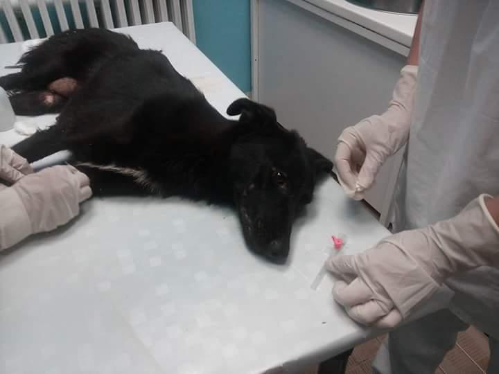 Monstruozno: Novi slučaj stravičnog zlostavljanja i mučenja životinja u Zenici