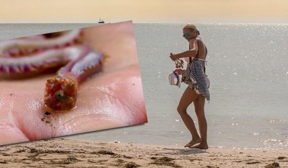 Na plaži ispod vaših nogu vreba jezivi crv koji napada otrovnim metalnim zubima!