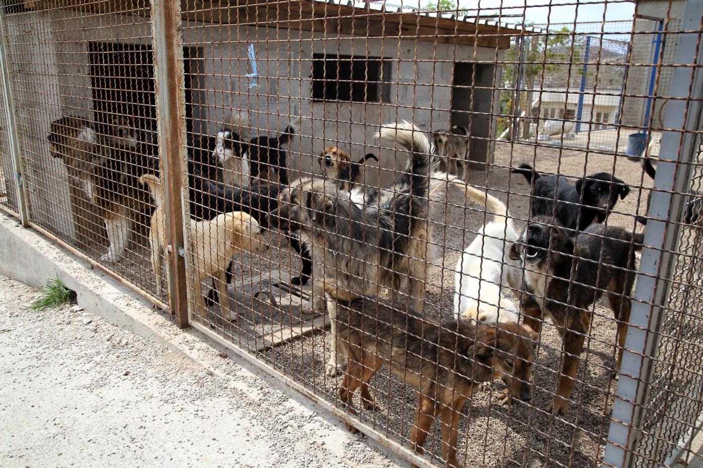 U azilu za pse na Obodini trenutno smještena 42 psa - Avaz