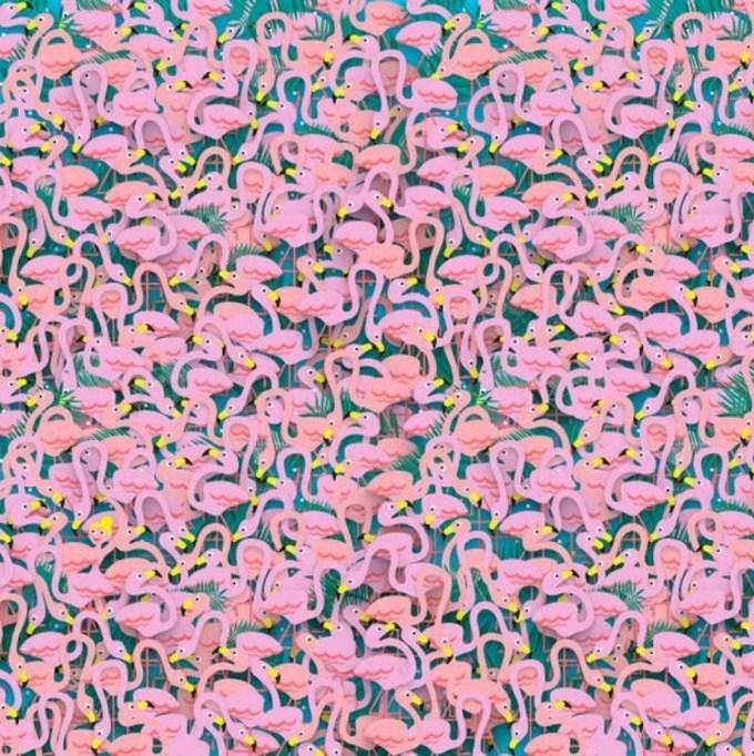 Ova mozgalica će vas iznervirati: Pronađite balerinu u moru ovih flamingosa