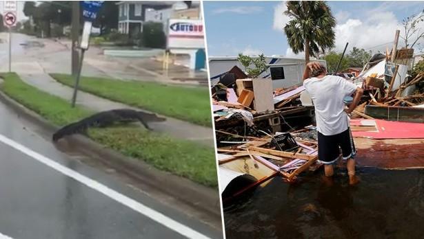 Poslije Irme, nova opasnost na Floridi: Aligatori i zmije slobodno šetaju ulicama
