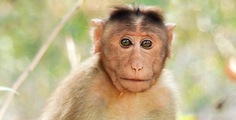 Fotograf mora da plati zbog selfija majmuna