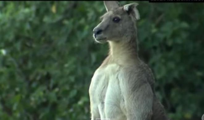 Nabildani kengur šokirao ljude širom svijeta: Pogledajte ovog snagatora