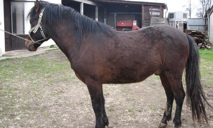 Nova ergela bosanskog brdskog konja osnovana u Orašju
