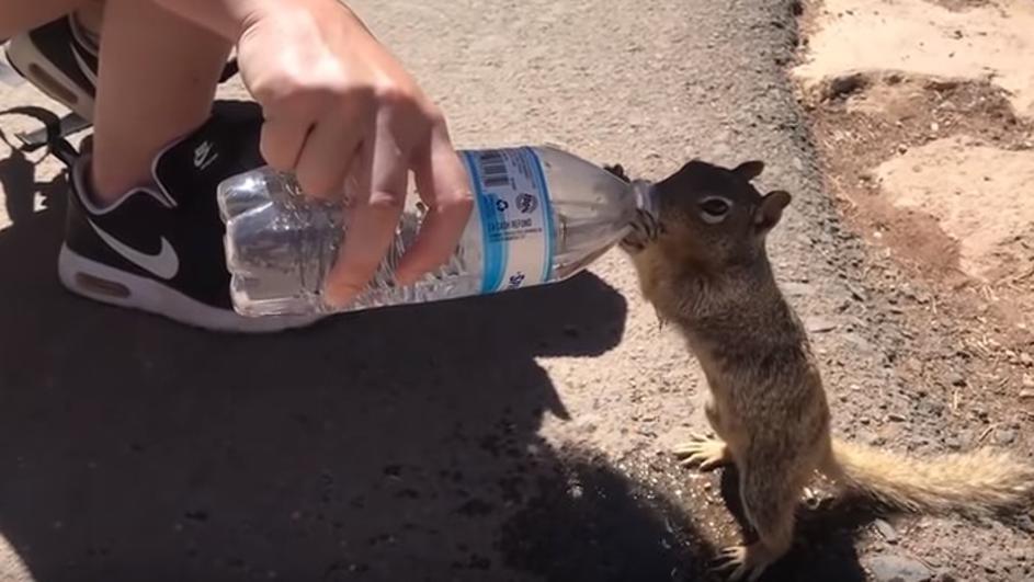 Žedna vjeverica popila cijelu bocu vode od turista