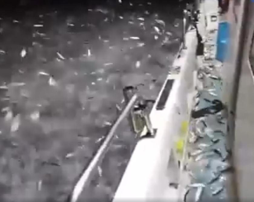 Nevjerovatne scene: Desetine hiljada riba pomahnitalo uskakale u čamac