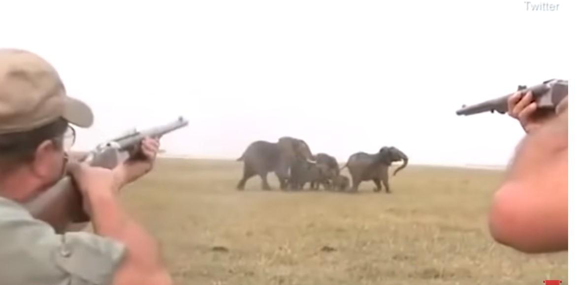 Osveta krda slonova: Lovci im ubili predvodnika, pa morali bježati glavom bez obzira