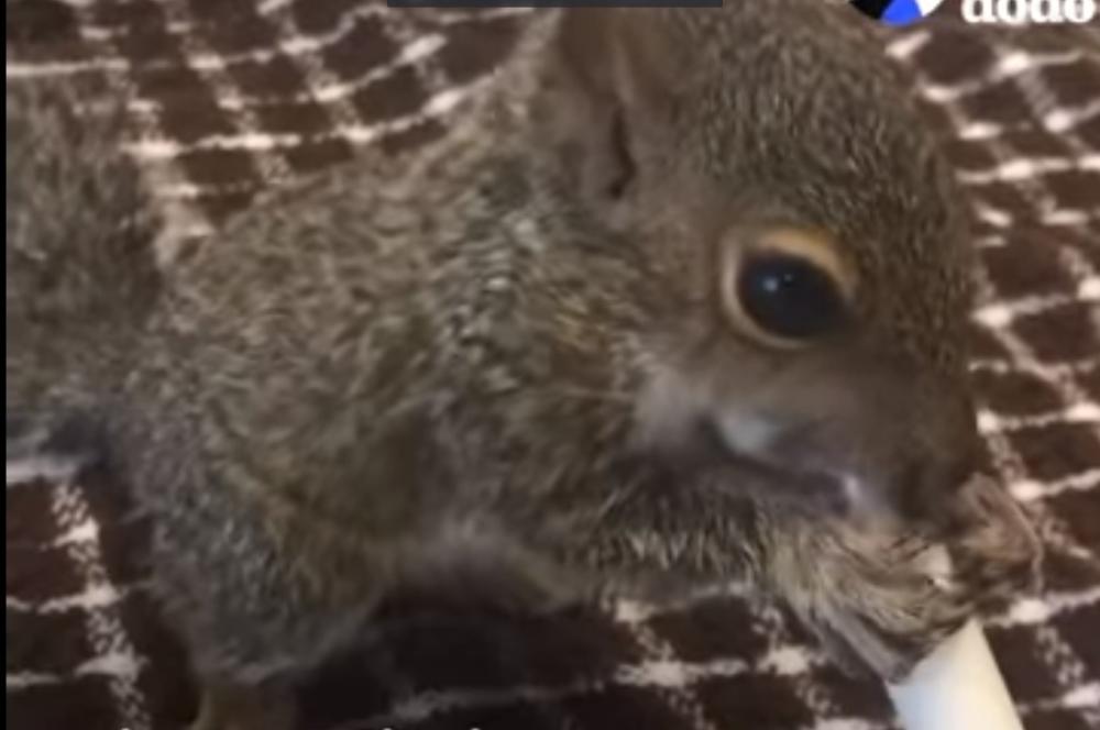 Vjeverica koja je zaprepastila internet: Je li normalno da jede ovo