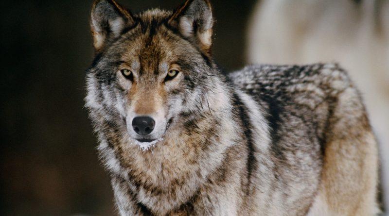 Snimili vuka: Zabranjen lov pa, umjesto pušaka, lovci nose kamere