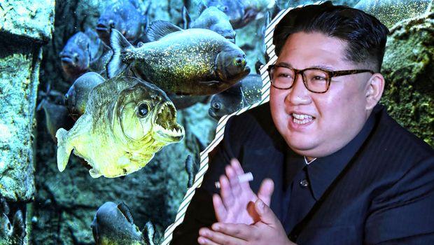 Lider Sjeverne Koreje naredio likvidaciju generala: Bačen u akvarij s piranama