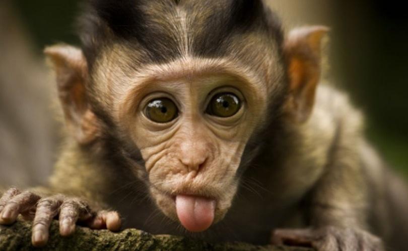 Pa i životinje znaju za red: Ovaj majmun će vas oduševiti onim što radi