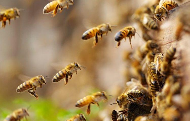 U tri mjeseca uginulo više od 500 miliona pčela u Brazilu