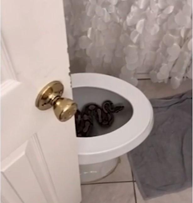 Zmija u toaletu doma u Hjustonu - Avaz