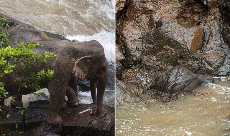 Pet slonova utopilo se pokušavajući spasiti mladunče