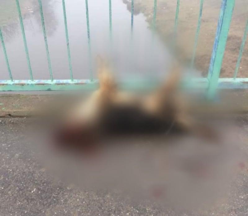 Mučili i ubili psa, pa ga ostavili vezanog za ogradu mosta