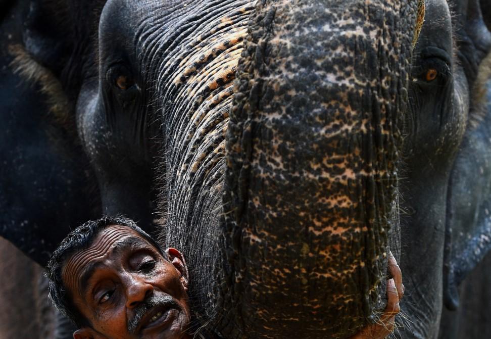 Slon ubio farmera u potrazi za hranom