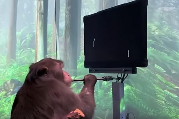 Majmun odigrao video igricu zahvaljujući ugrađenom čipu
