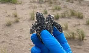 Pronađeno mladunče dvoglave kornjače