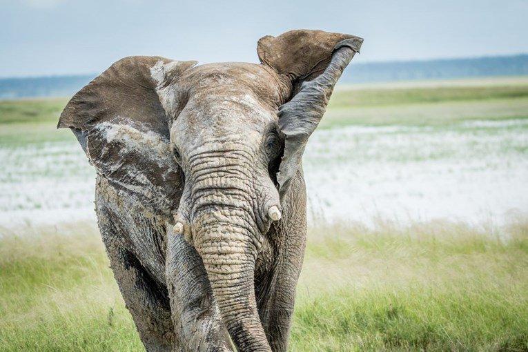 Slonovi se više ne smiju koristiti u filmovima - Avaz