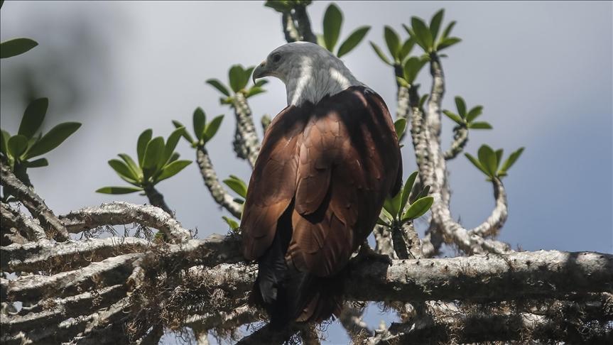 Zaštitnici životinja oslobodili tri orla na Baliju